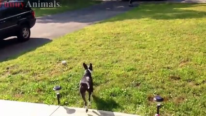 Dogs Waiting And Happy Welcoming When Kids Going Home On The School - Funny Dog Videos 2017