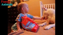 English Bull Terrier and Baby Are Best Friend Forever - Dog Loves Baby Videos Compilation