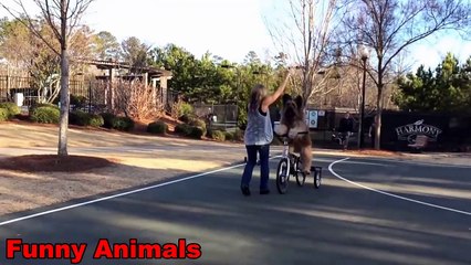 Funny Animals - Dogs riding Bicycle - Funny Dogs Video Compilation 2016