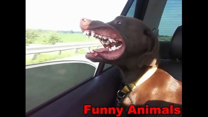 Funny Animals - Funny Dog Videos - Funny Dogs Flapping Lips In The Wind Compilation 2016