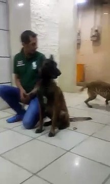 Cachorro morde nariz de seu dono