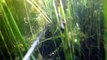 подводная охота #5 озеро щука, линь, окунь