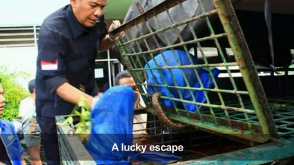 Indonesia seizes 101 pangolins on fishing boat