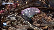 Dans le Morbihan, des méduses très dangereuses envahissent les plages