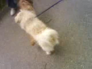 Tu nique pas mon chien!!!