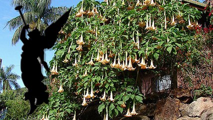14 SCARIEST Plants that Will Kill You