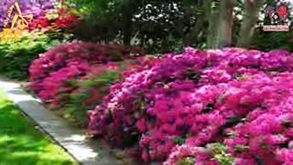 وضع الخل على نباتك فشاهدو ما حدث وما سيحدث مالم يكن يتوقعه أحد !!