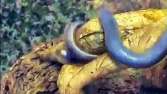 Naagin Serial season 3 New Trailer Released - Naagin Serial season 3 New Promo Released