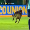 Un chien policier rentre sur un terrain de foot et part avec le ballon