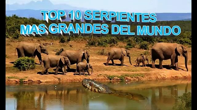 SERPIENTES GIGANTES: Las Serpientes mas Grandes del mundo