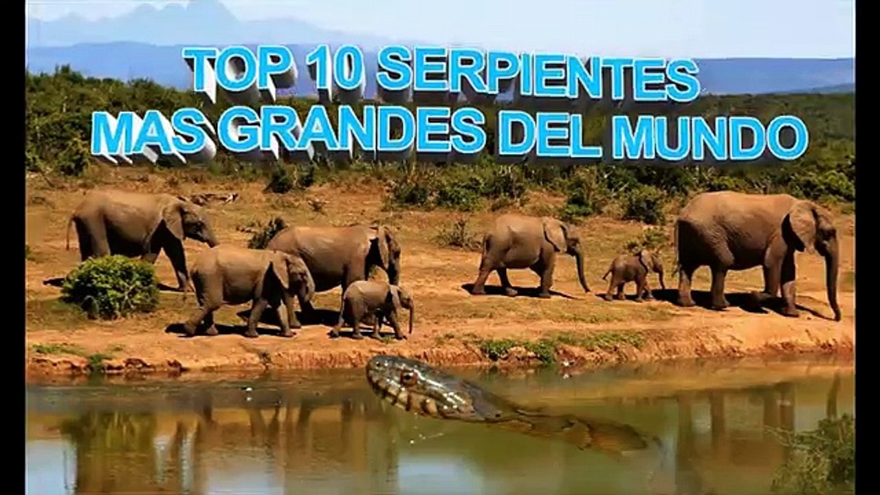 SERPIENTES GIGANTES: Las Serpientes mas Grandes del mundo