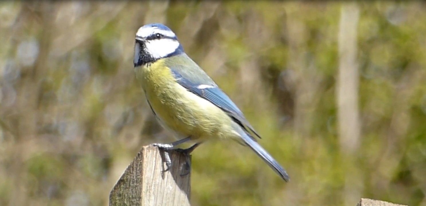 El Herrerillo Común