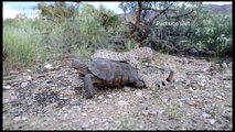 Rattle snake hitches hike on desert tortoise back