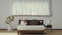 Japanese company launches super-chic collection of cat furniture