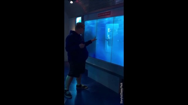On t'avait dit de ne pas toucher la vitre de l'aquarium... Et voilà!