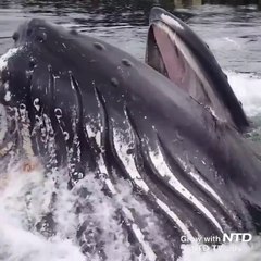 Une baleine immense fait surface en plein port de plaisance... Incroyable