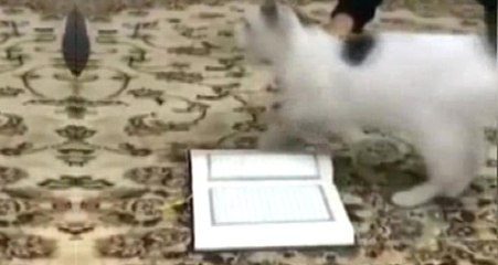 Kur'an-ı Kerim'e Basmayan Kedi İzleyenleri Şaşkına Çevirdi