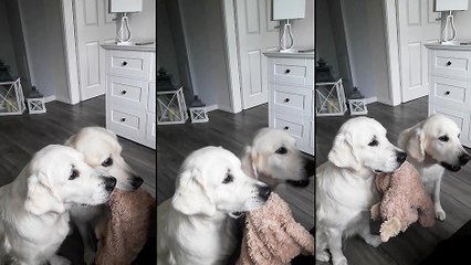 Deux chiens se tiennent le doudou pour recevoir des friandises