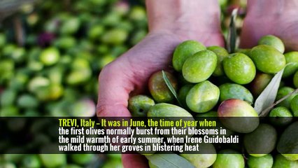 How Climate Change Is Playing Havoc With Olive Oil (and Farmers)