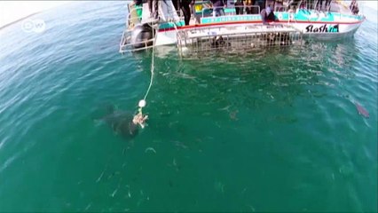 South Africa’s great white sharks facing extinction | DW English