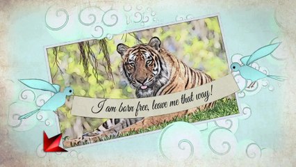 Animal Diaries Promotion 171028