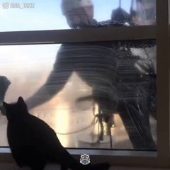 Ce chat attend avec impatience le passage du laveur de vitre... Adorable