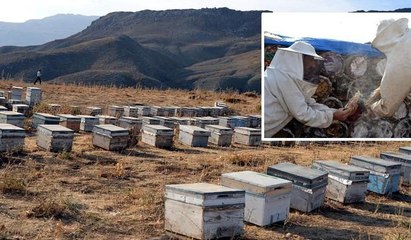 Herekol Dağı eteklerinde silah sesleri altında bal hasadı