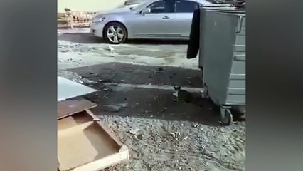 Quand un chat chasse un oiseau !