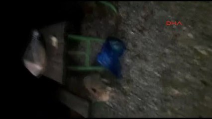 Artvin'de Piknikçilere Tilki Sürprizi