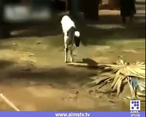 ALLAH ki Qudrat 2 legs goat must see and share