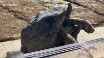 Century-old tortoises mate right in front of zoo visitors