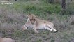 Lioness slaps 'lazy' male lion on rear