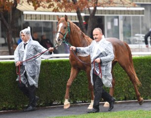 Safkan Arap Atı "Onurluefe" 300 Bin Liraya Satıldı