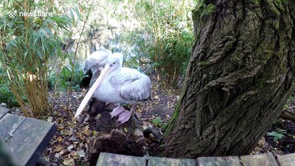 This pelican has a big beak and an even bigger attitude