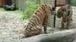 Two tigers rescued from Syria take a two month trip to safety