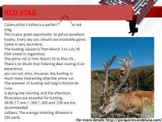 Red Stag Hunting In Argentina
