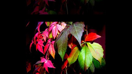 Boo boogie,dewey cheedham and Howe,cross cut nightmare,down'n dirty,funky