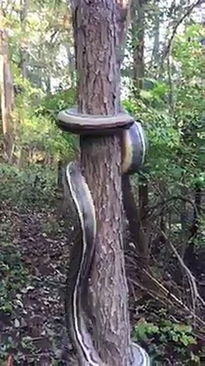 snake