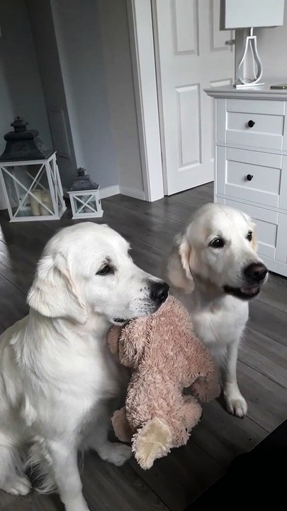 Une équipe de choc pour manger des croquettes! Adorables les 2 chiens