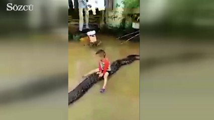 3 yaşındaki çocuk ata biner gibi pitona bindi