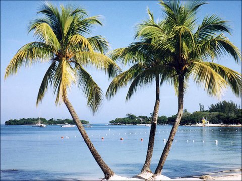 Science for kids in Urdu, 9, plants پودے