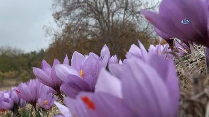 Safranbolu Safranı Yayım Projesi Kapsamında "Tarla Günü" Etkinliği