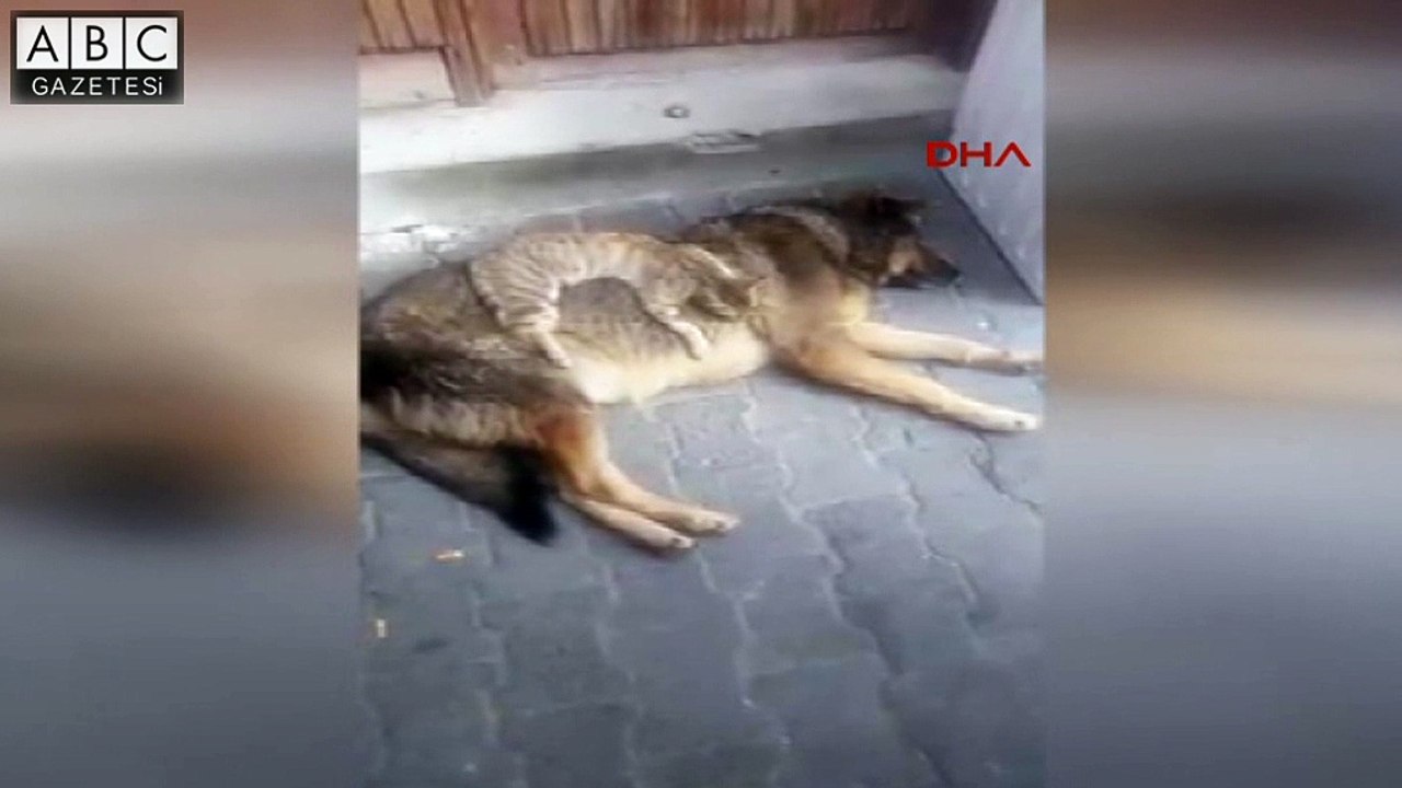 Kim demiş kedi köpek anlaşamaz diye?