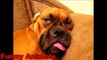 Funny Animals - Funny Dog Videos - Funny Dogs Snoring Compilation 2016