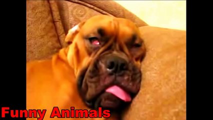 Funny Animals - Funny Dog Videos - Funny Dogs Snoring Compilation 2016