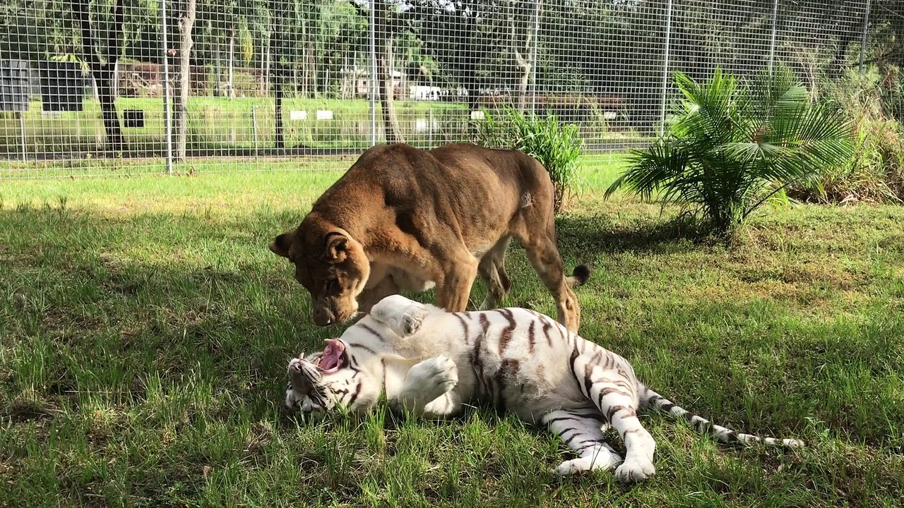 Lion + Tiger = True Love