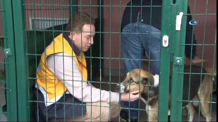 Göktürk’te Öldürülecek Denilen Köpek Barınakta Sahibini Arıyor