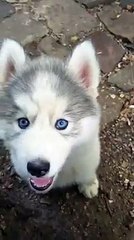 Ces bébés husky vont vous faire littéralement fondre ! Par Flash Actu