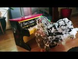 Talented Hen Plays Music for Her Adopted Chicks