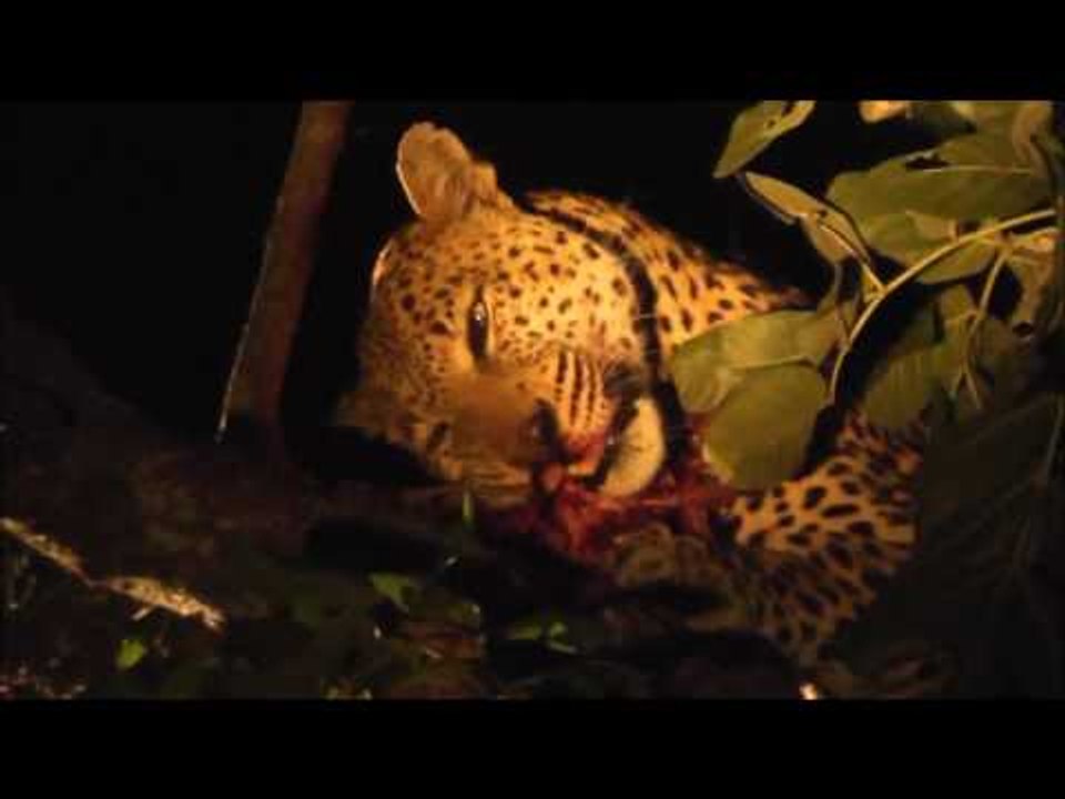 Malaika the Leopard Loses Kill to Other Pack Me...